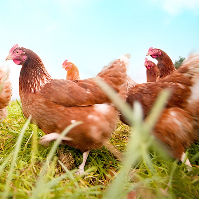 Novinka! BIO kuřecí. Únor 2026